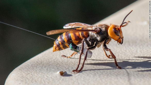 Bẫy tình dục dụ hàng nghìn con ong bắp cày đực tìm đến cái chết - Ảnh 1.