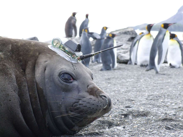 ‘Biệt đội’ hải cẩu thu thập dữ liệu ở Nam Cực - Ảnh 2.