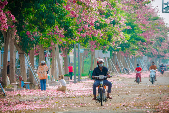 Hút hồn con đường hoa ngập sắc hồng ở Sóc Trăng - Ảnh 3.