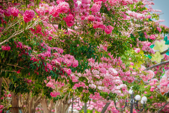 Captivating the road of pink flowers in Soc Trang - Photo 2.