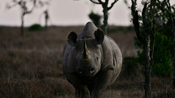 WB thí điểm phát hành trái phiếu bảo vệ loài tê giác đen - Ảnh 1.