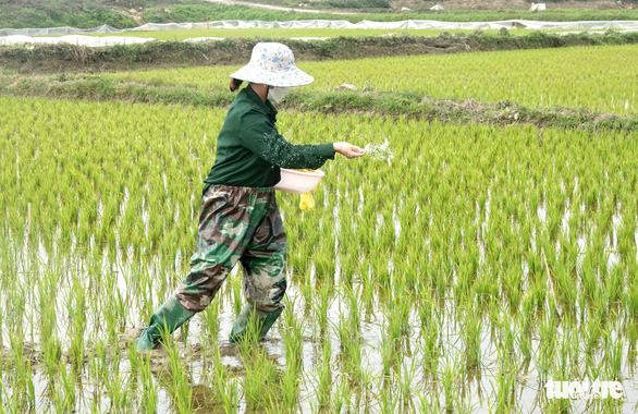 Giá phân bón tăng cao, nông dân gặp khó - Ảnh 2.