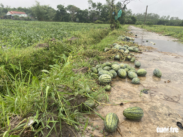 Mưa dồn dập, nông dân Quảng Nam dầm mưa ra ruộng ‘cứu’ dưa hấu - Ảnh 2.