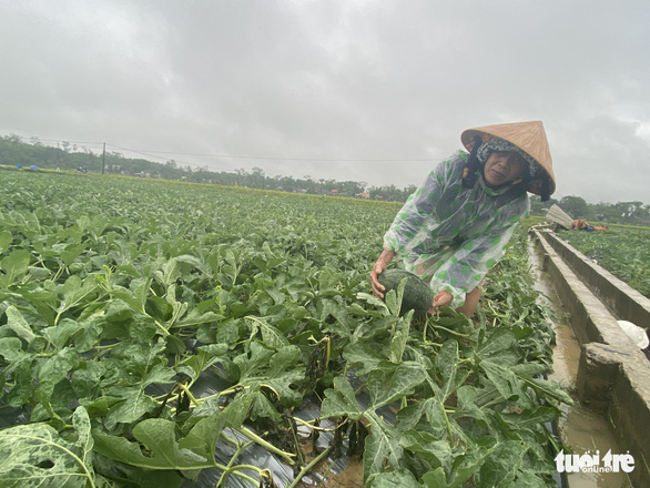 Mưa dồn dập, nông dân Quảng Nam dầm mưa ra ruộng ‘cứu’ dưa hấu - Ảnh 1.