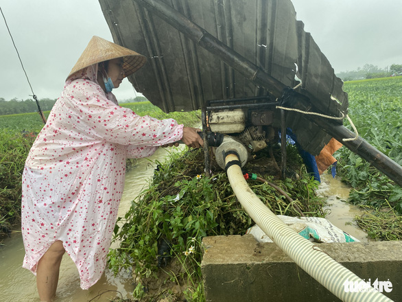 Mưa dồn dập, nông dân Quảng Nam dầm mưa ra ruộng ‘cứu’ dưa hấu - Ảnh 3.