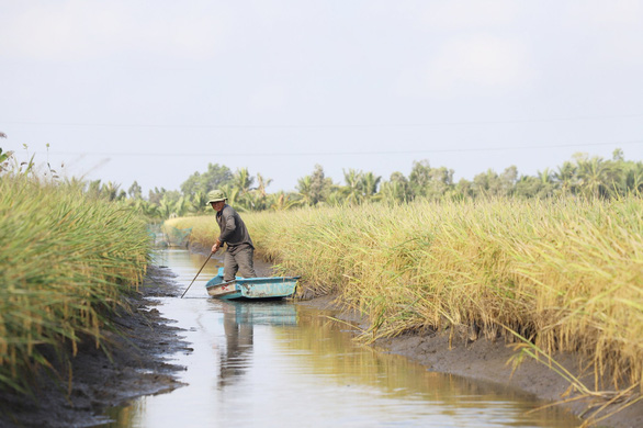 Nâng cao chất lượng nông sản Việt - Kỳ 2: Thời cơ vàng với lúa hữu cơ - Ảnh 1.
