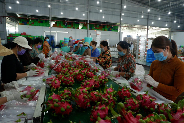 Nâng cao chất lượng nông sản Việt:  Kỳ 1: Nông dân đổ bỏ, xuất khẩu thiếu hàng - Ảnh 1.