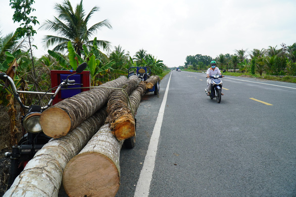 Khoảng gần 1.000ha dừa bị sâu đầu đen tấn công: Không đáng bao nhiêu! - Ảnh 1.