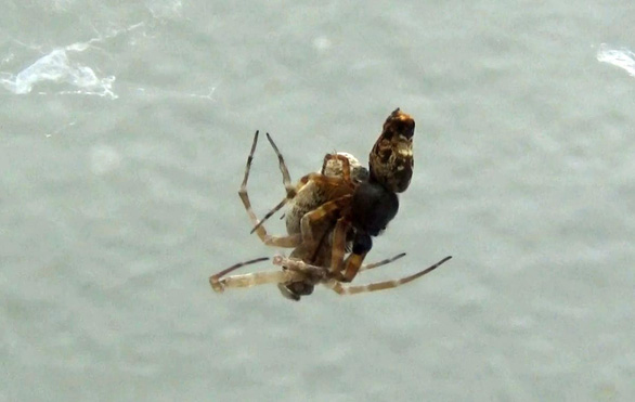 Male spiders escape as fast as lightning after mating - Photo 2.