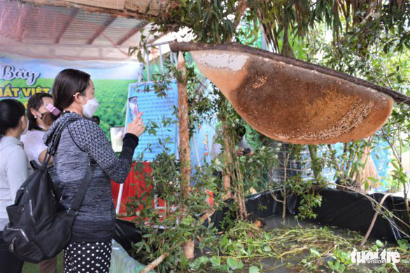 Trưng bày tổ ong mật to nhất Việt Nam cho khách đến xem - Ảnh 1.