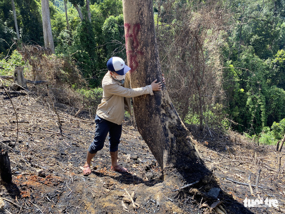 Quảng Nam gấp rút rà soát việc giảm gần 2.850ha rừng tự nhiên trong một năm - Ảnh 2.