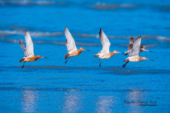 Experience watching and photographing migratory birds in Can Gio - Photo 1.