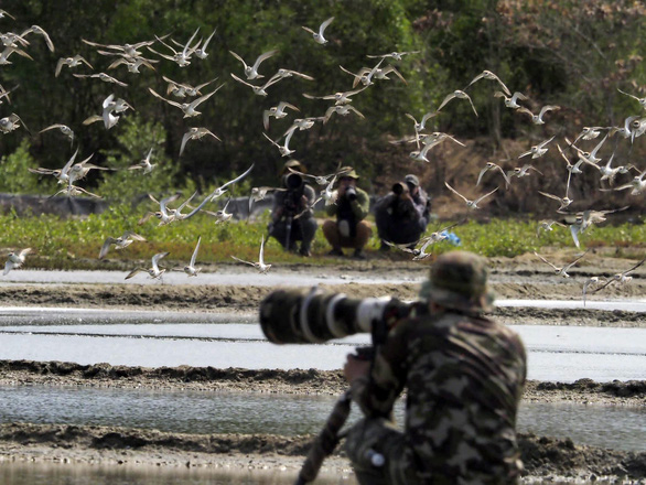 Experience watching and photographing migratory birds in Can Gio - Photo 6.