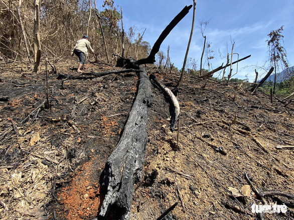 Quảng Nam lý giải nguyên nhân giảm 2.850ha rừng tự nhiên trong một năm - Ảnh 3.