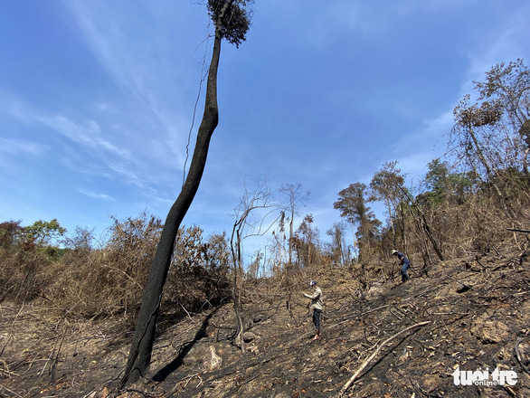 Quảng Nam lý giải nguyên nhân giảm 2.850ha rừng tự nhiên trong một năm - Ảnh 1.