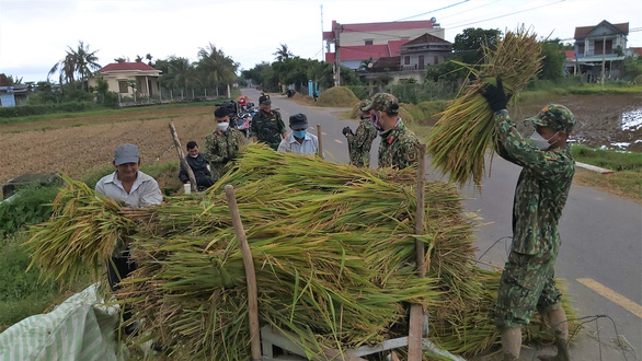 Hàng trăm cán bộ chiến sĩ Quân khu 5 gặt lúa chạy ngập giúp dân - Ảnh 5.