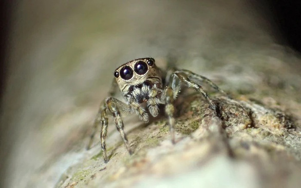 Thế giới ghi nhận loài nhện thứ 50.000 - Ảnh 1.