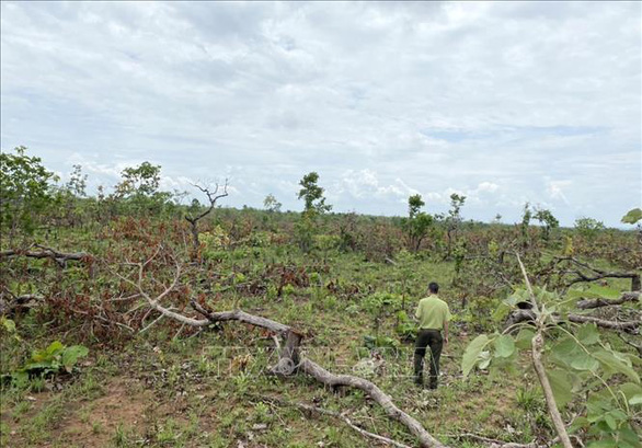 Khám nghiệm hiện trường, xử lý vụ phá gần 100ha rừng tại Đắk Lắk - Ảnh 2.