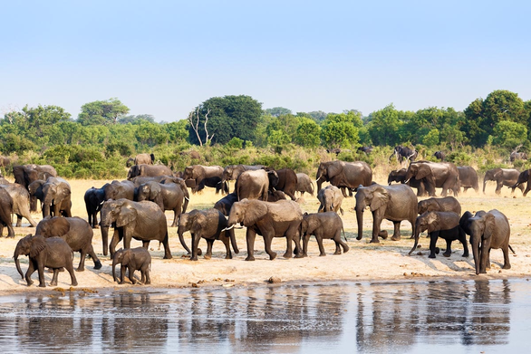 Dân Zimbabwe khổ vì bảo tồn voi quá tốt - Ảnh 1.