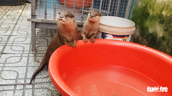 An old woman in Thu Duc City hands over 2 otters to rangers - Photo 1.