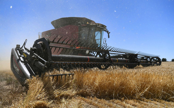 Phát hiện gene giúp sản xuất lúa mì chất lượng cao hơn - Ảnh 1.
