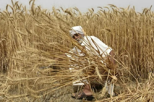 Giá lúa mì tăng cao kỷ lục sau lệnh cấm xuất khẩu của Ấn Độ - Ảnh 1.