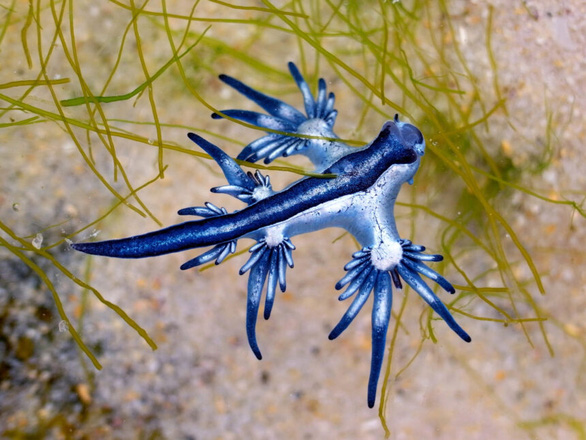 Bơi qua biển rác, người đàn ông bất ngờ phát hiện rồng biển xanh tuyệt đẹp - Ảnh 2.