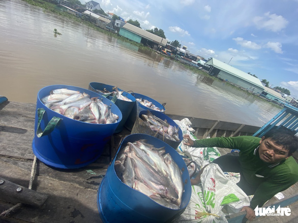 Kết quả bước đầu nguyên nhân khiến hàng trăm tấn cá chết bất thường ở làng bè Châu Đốc - Ảnh 2.