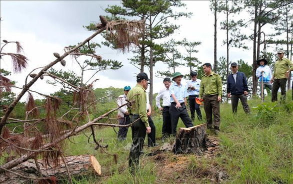 Chủ tịch tỉnh Lâm Đồng kiểm tra vụ phá rừng thông quy mô lớn tại Đà Lạt - Ảnh 2.