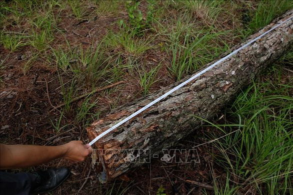 Chủ tịch tỉnh Lâm Đồng kiểm tra vụ phá rừng thông quy mô lớn tại Đà Lạt - Ảnh 7.