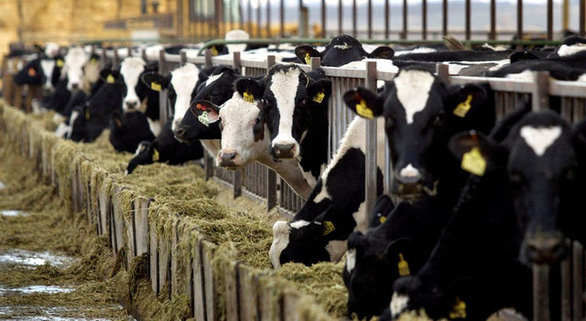 Vệ tinh phát hiện nguồn khí methane từ trại nuôi bò ở California - Ảnh 1.