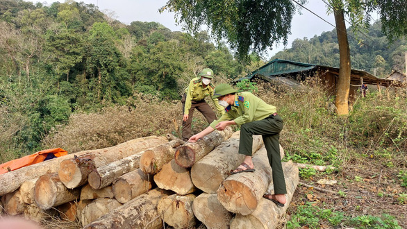 Thanh Hóa: Liên tiếp xảy ra nhiều vụ phá rừng tự nhiên ở huyện vùng cao Quan Sơn - Ảnh 2.