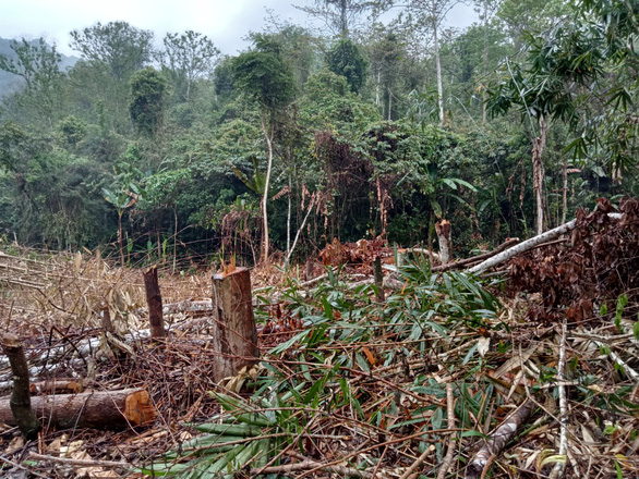 Lãnh đạo tỉnh Thanh Hóa chỉ đạo xử lý nghiêm vụ phá rừng ở huyện Quan Sơn - Ảnh 1.
