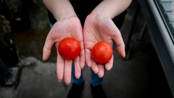 Super tomato fruit contains vitamin D equal to 2 chicken eggs - Photo 1.