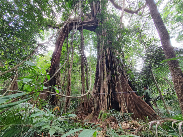 Recognition of the hundred-year-old mausoleum population as a Vietnamese heritage tree - Photo 2.