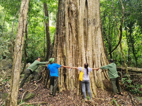 Recognition of the hundred-year-old mausoleum population as a Vietnamese heritage tree - Photo 1.