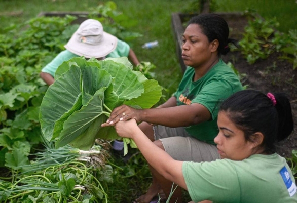 Clean vegetable garden for the poor in Brazil - Photo 1.