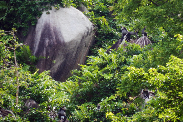 Discovered 7 groups of rare black-shanked douc langurs on Chua Chan mountain - Photo 1.