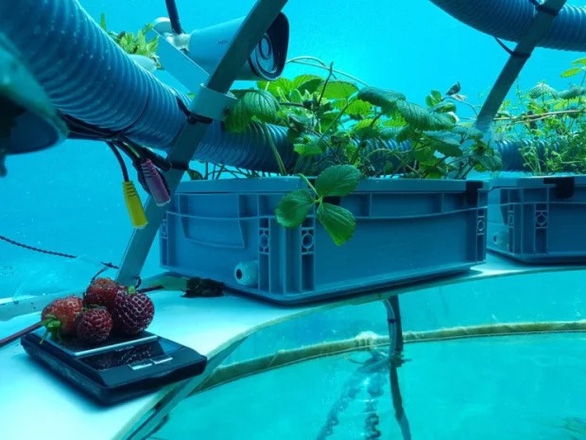 Scientists bring vegetables to grow on the seabed - Photo 6.