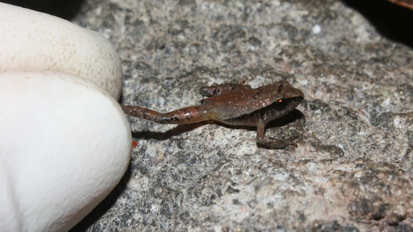 Phát hiện nhiều loài ếch mới nhỏ như hạt gạo - Ảnh 3.