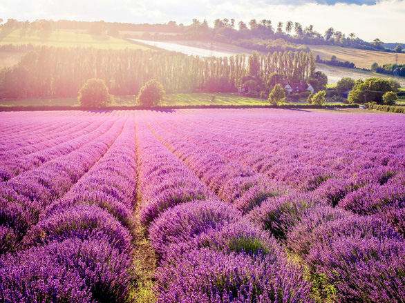 Tour Anh - Scotland khám phá mùa hoa lavender giá chỉ từ 49 triệu - Ảnh 5.