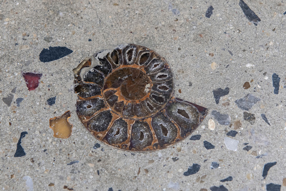 Thailand discovered 66 million-year-old fossils mounted on... Bangkok sidewalks.  - Photo 1.