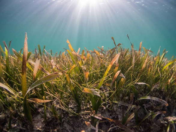 Unexpected discovery: Seagrass emits sugar equivalent to 32 billion cans of soft drink - Photo 1.