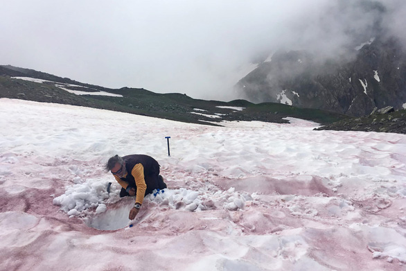 Strangely, the snow turns watermelon color and sweet like sugar in summer - Photo 1.