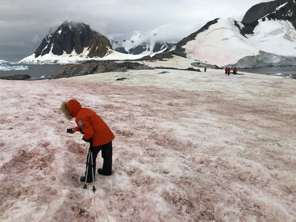 Strangely, the snow turns watermelon color and sweet like sugar in summer - Photo 2.