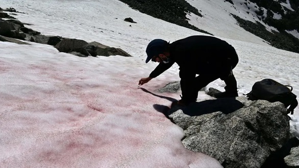 Strangely, the snow turns watermelon color and sweet like sugar in summer - Photo 3.