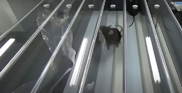 Nhóm nghiên cứu Trung Quốc dùng kỹ thuật ‘ma cà rồng’ giúp chuột cải lão hoàn đồng - Ảnh 1.