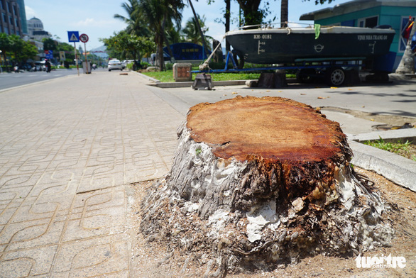 Hàng dừa ven đường biển Nha Trang bị đốn hạ, chính quyền nói gì? - Ảnh 3.