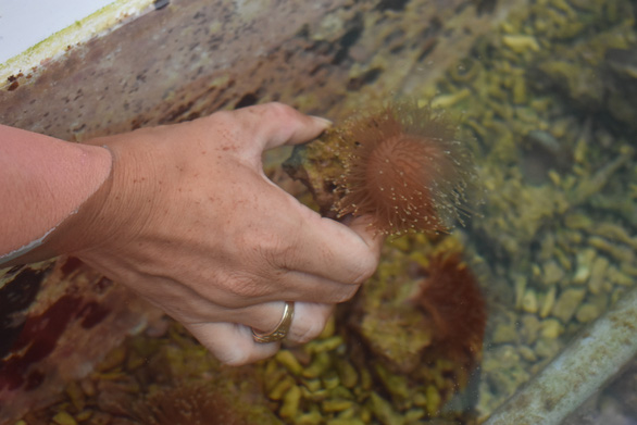 Nỗi đau san hô chết ở vịnh Nha Trang: Cứu ngay bây giờ hoặc không bao giờ! - Ảnh 7.