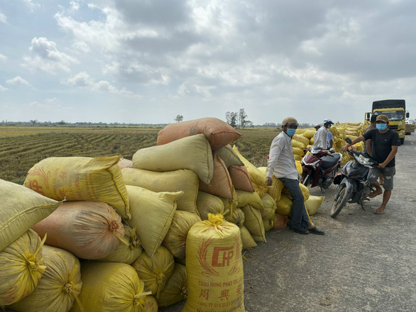  Trái cây bán lẻ với giá sỉ; Giá lúa giảm dù xuất khẩu tăng mạnh - Ảnh 1.